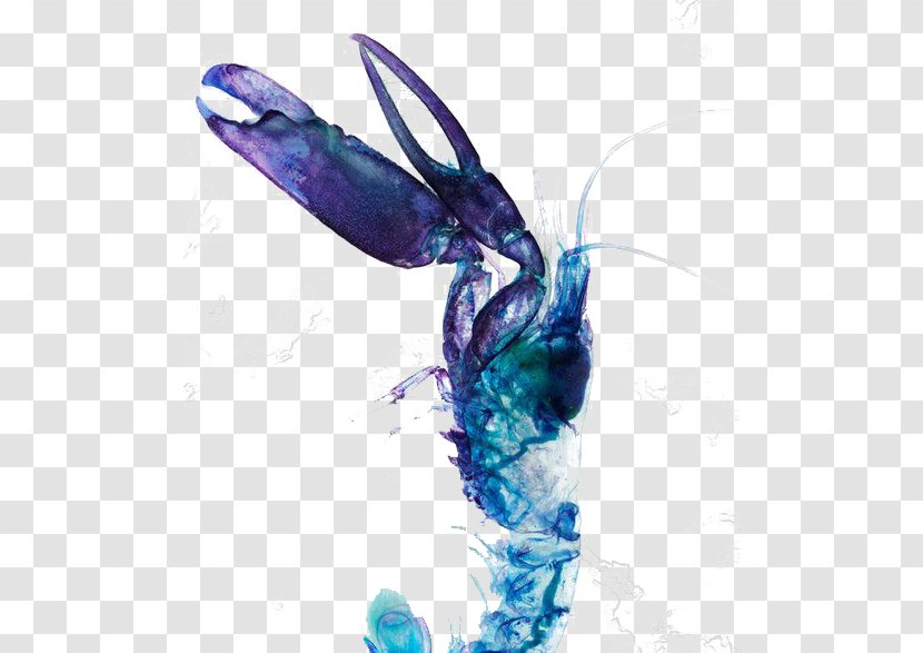 Watercolor Painting Lagosta Blue - Lobster Transparent PNG