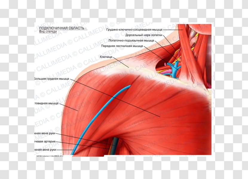 Shoulder Infraclavicular Fossa Pectoralis Major Clavicle Muscle - Silhouette - Sternocleidomastoid Transparent PNG