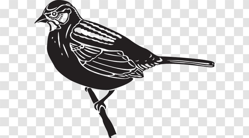 Beak - Wing Transparent PNG