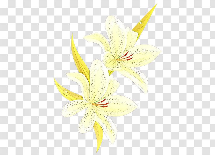 White Flower Lily Yellow Petal Transparent PNG