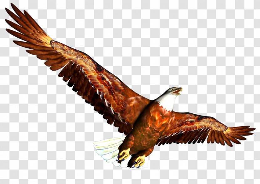 Eagle - Vecteur - Feather Transparent PNG