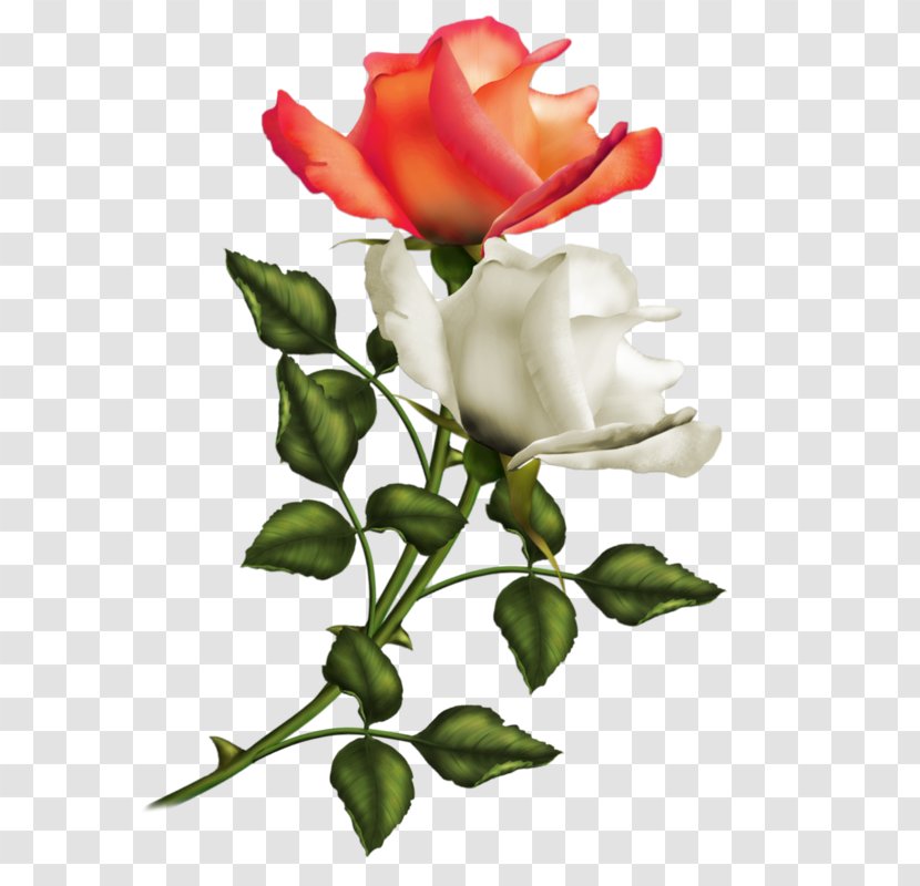 Garden Roses Poetry Flower Centifolia - Floristry - Petal Transparent PNG
