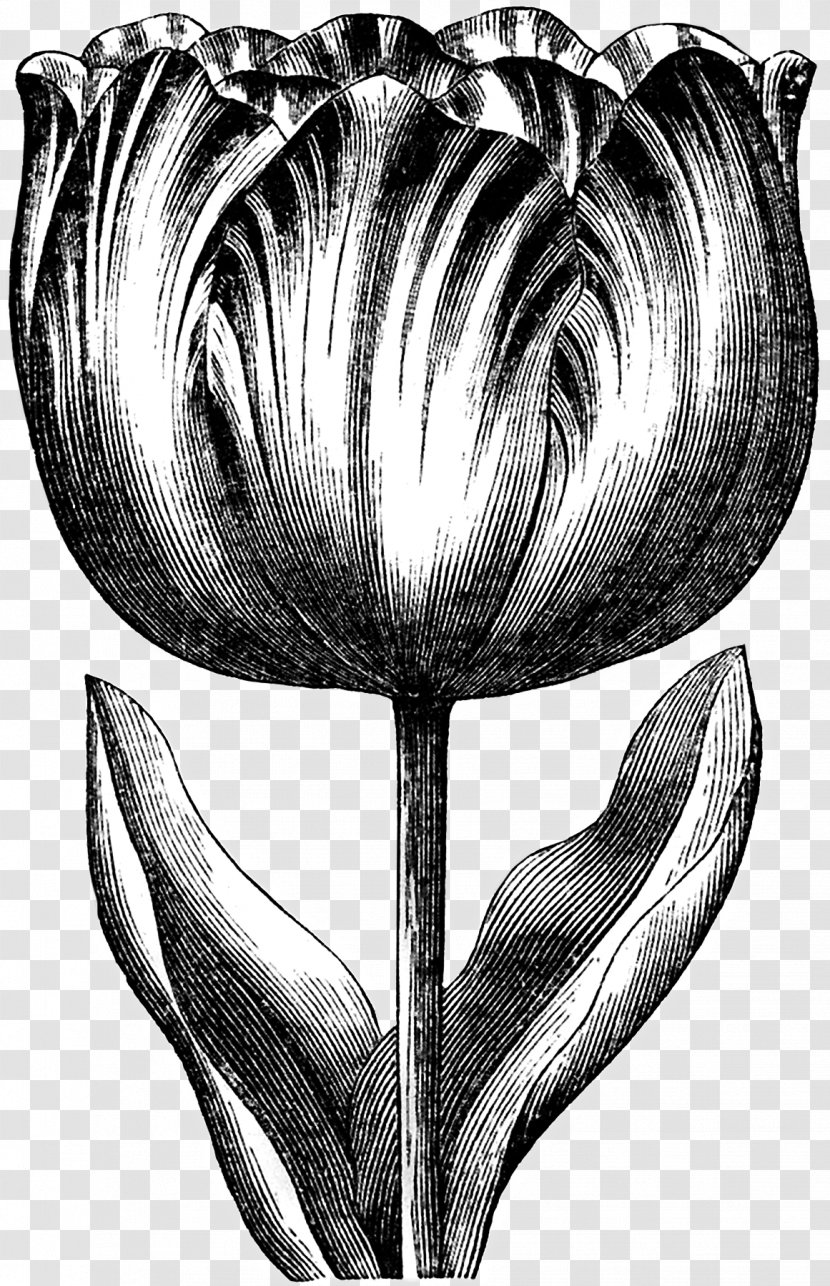 Tulip Clip Art Graphics Drawing Image - Plant Transparent PNG