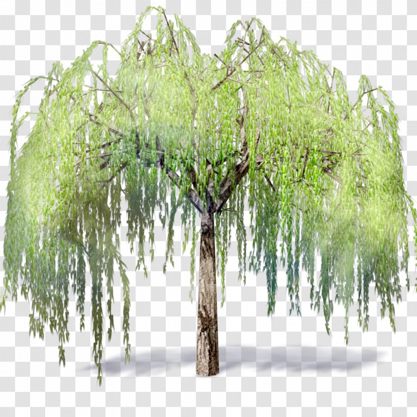 Weeping Willow Tree .dwg Autodesk Revit Building Information Modeling - Woody Plant Transparent PNG