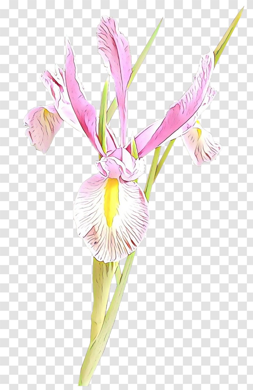 Flower Plant Cut Flowers Pink Pedicel - Stem Petal Transparent PNG