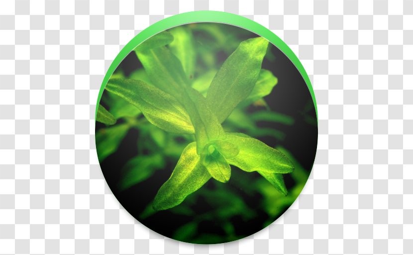 Green Leaf Transparent PNG