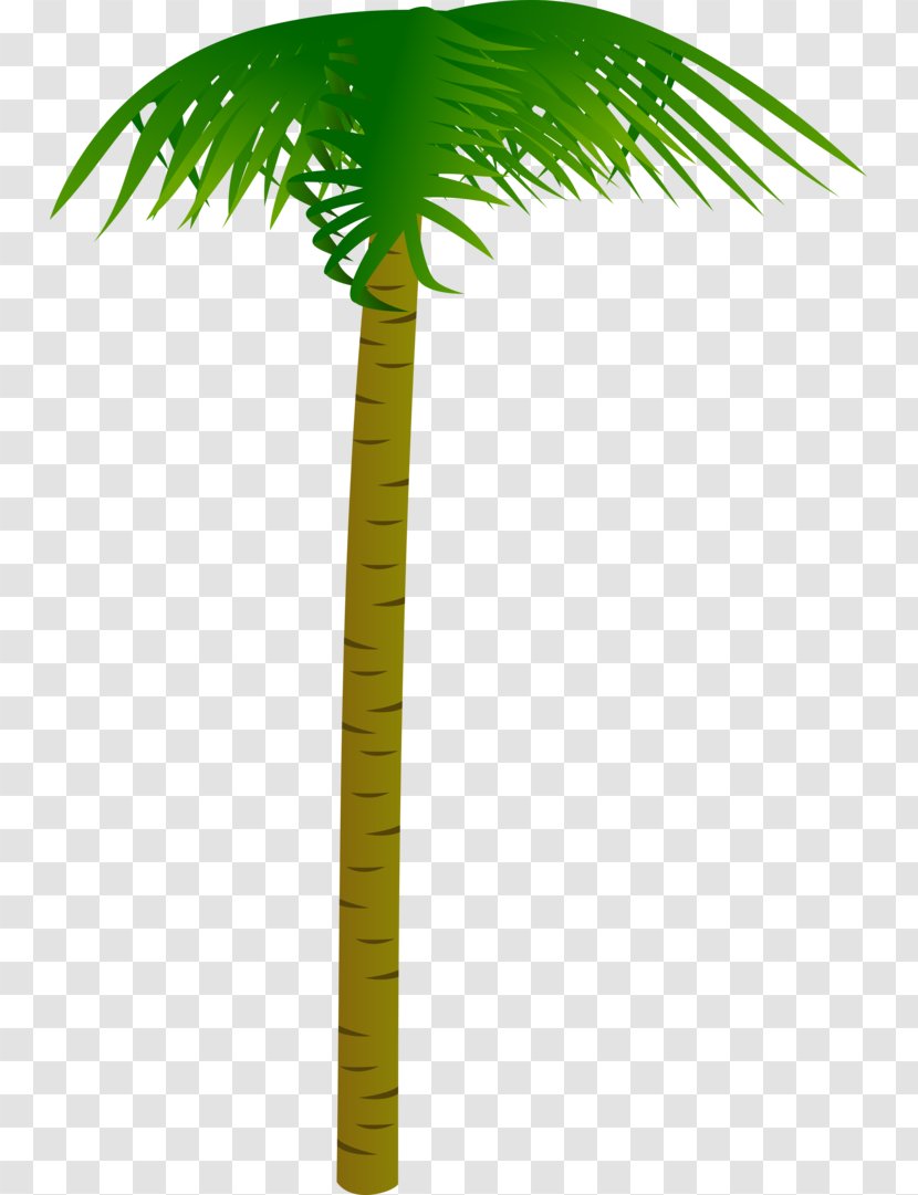 Asian Palmyra Palm Coconut Trees Date Areca Nut - Woki Toki Transparent PNG