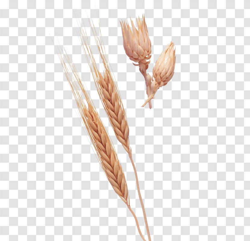 Emmer Einkorn Wheat Ear Clip Art - Grasses - Crop Pattern Transparent PNG