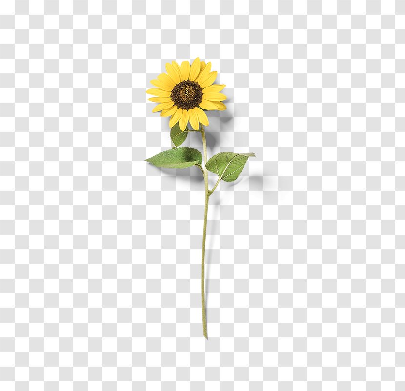 Common Sunflower Yellow - Seed Transparent PNG