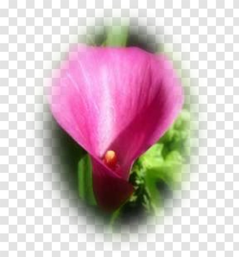 Pink M Annual Plant Close-up Herbaceous Violet - Family Transparent PNG
