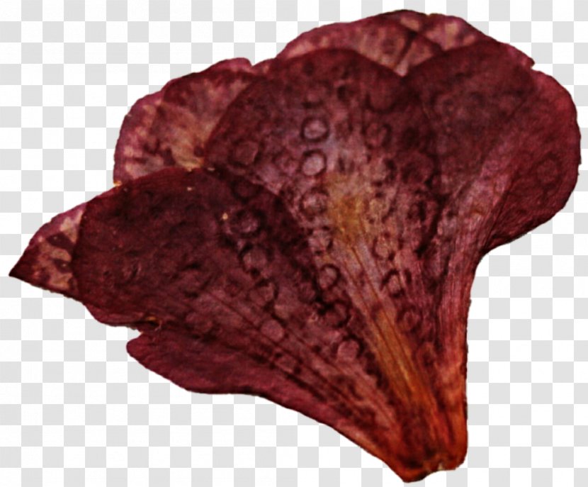 Maroon - Dried Flower Transparent PNG