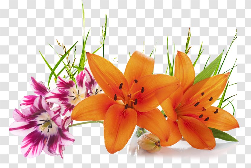 Cut Flowers Lilium Orange - Plant - Banana Leaves Transparent PNG