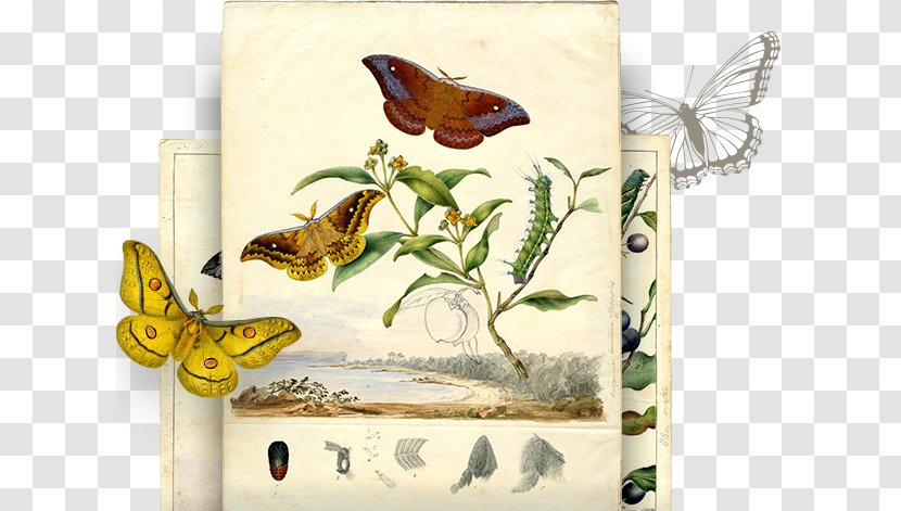 Butterfly Butterflies & Moths Artist Work Of Art - Nature - Play Illustration Transparent PNG