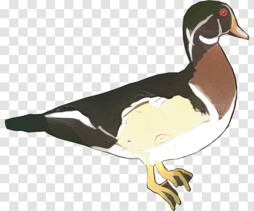 Mallard Goose Duck Flightless Bird - Vertebrate Transparent PNG