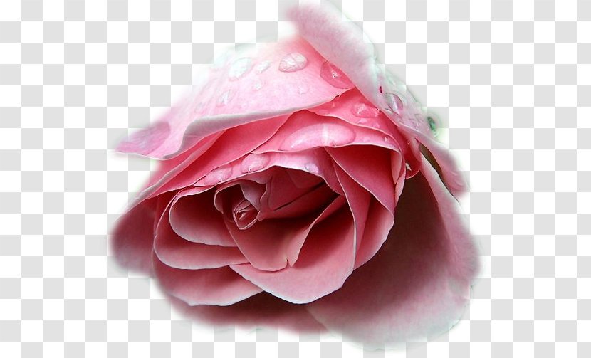 Hi5 Friendster - Pink - Violet Rose Transparent PNG