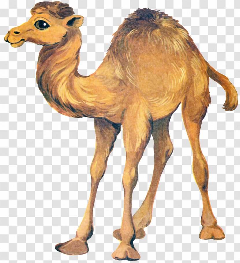 Bactrian Camel Kitten Clip Art - Fauna Transparent PNG