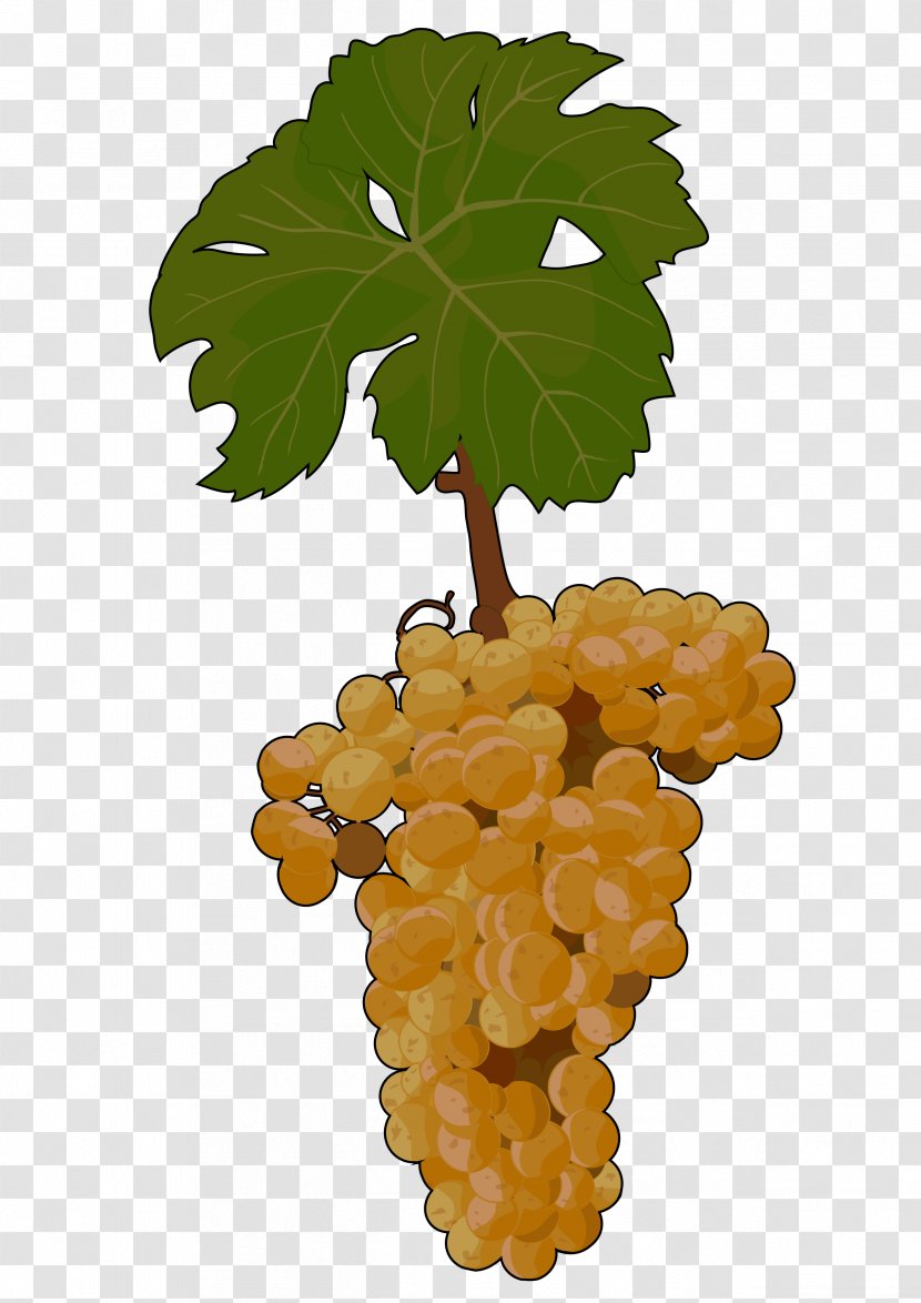 Sultana Common Grape Vine Malvasia Seedless Fruit Transparent PNG