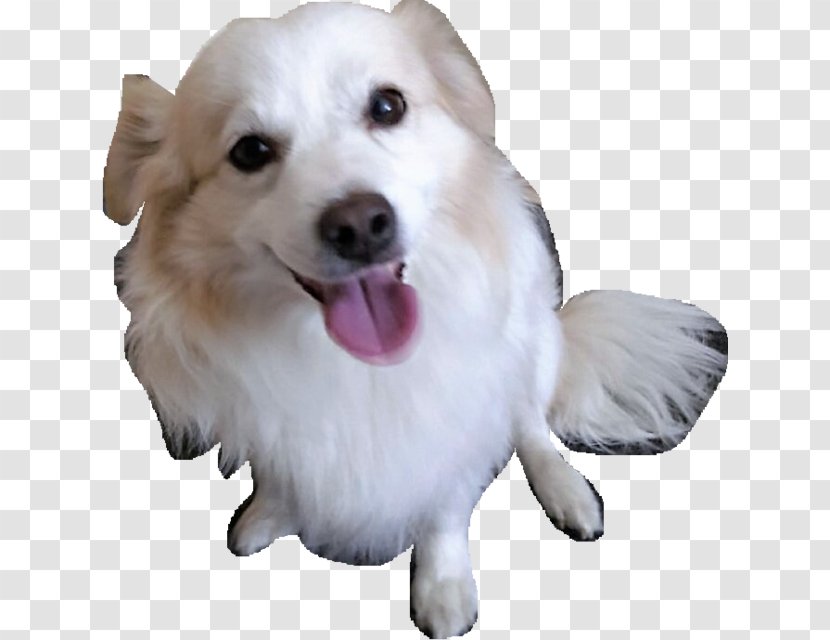 Dog Breed Puppy Companion Snout Transparent PNG