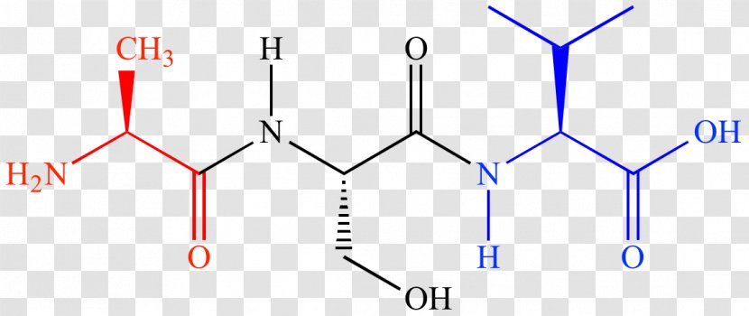 Tetrapeptide Dipeptide Chemistry Amino Acid - Cartoon Transparent PNG