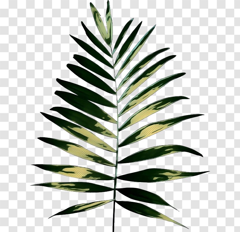 Palm Trees Plants Plant Stem Clip Art - Arecales - Woody Transparent PNG