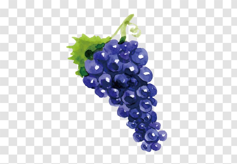 Grape Wine Drawing Fruit - Grapevines - Vector Grapes Transparent PNG