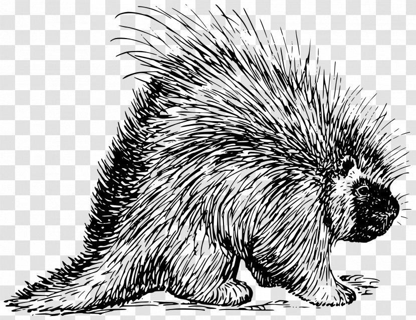 Hedgehog North American Porcupine Rodent Beaver - Erinaceidae Transparent PNG