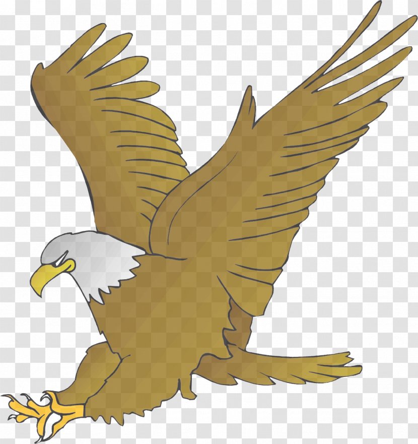 Bird Eagle Of Prey Golden Accipitridae - Bald - Kite Beak Transparent PNG