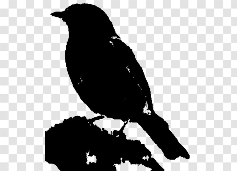 American Crow Fauna Beak Common Raven - Perching Bird Transparent PNG