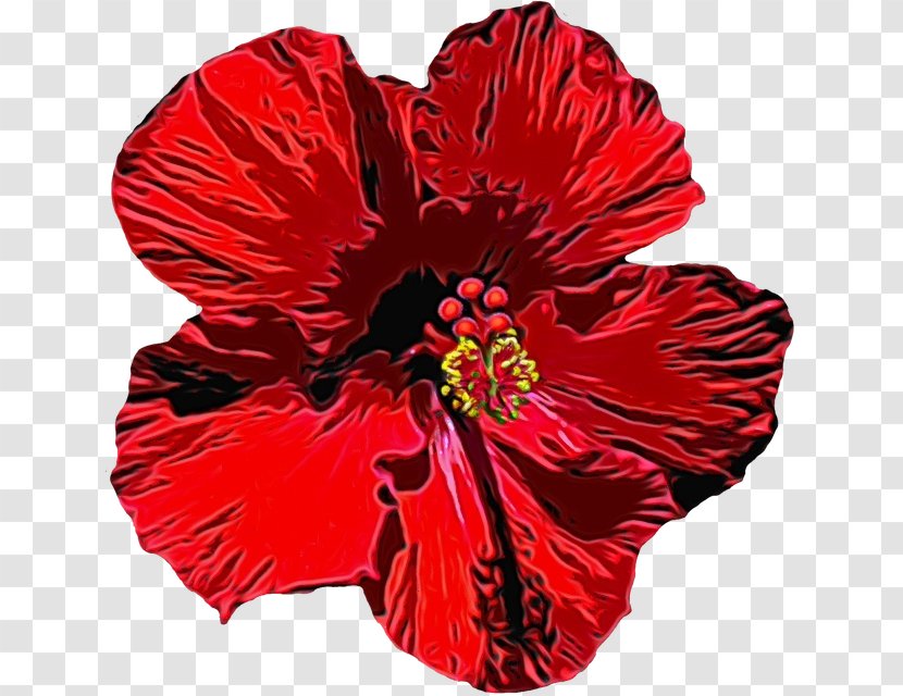 Red Watercolor Flowers - Shoeblackplant - Perennial Plant Carnation Transparent PNG