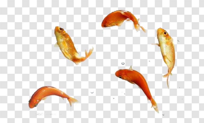 Koi Goldfish Icon - Swim Bladder - Jumping Fish Transparent PNG