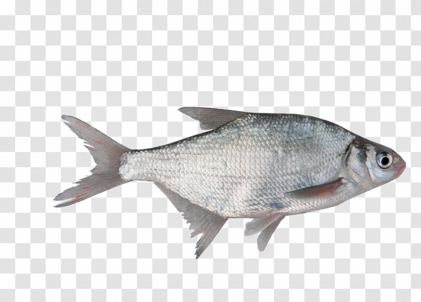 Stock Photography Freshwater Fish - Animal Source Foods Transparent PNG