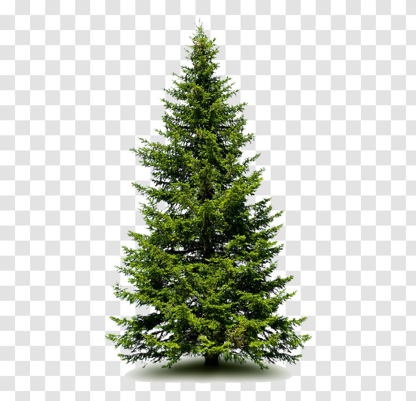 Spruce Fir Pine Artificial Christmas Tree - Evergreen Transparent PNG