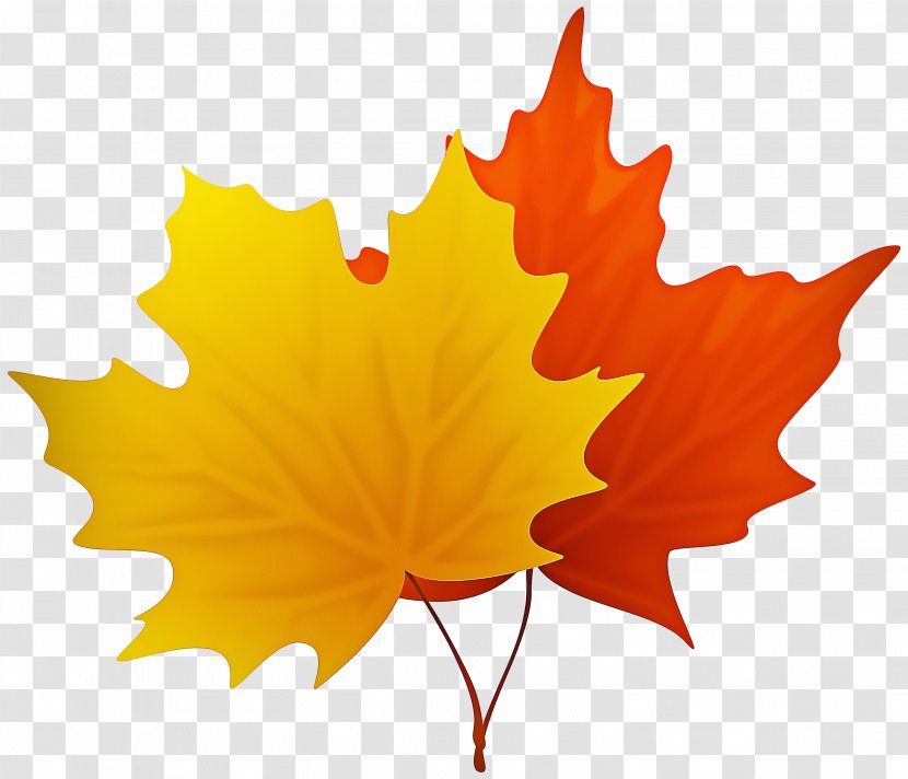 Maple Leaf - Woody Plant - Deciduous Flowering Transparent PNG