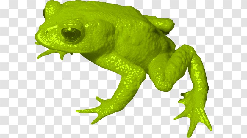 Golden Toad True Frog Tree - Reptile Transparent PNG