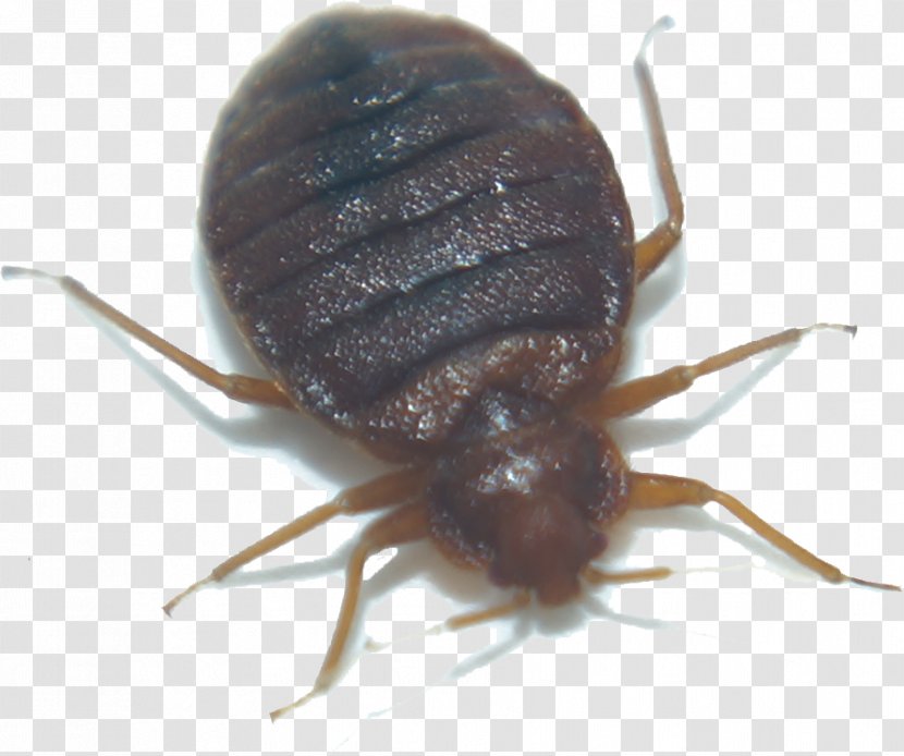Attack Schädlingsbekämpfung E. Kfm. Bedbug Insect True Bugs Dung Beetle - Cimex Transparent PNG