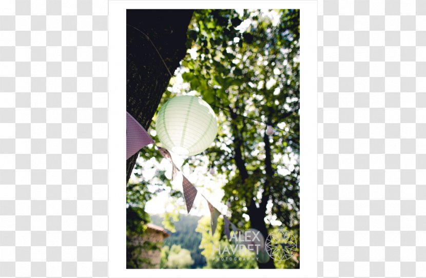 Sunlight Leaf Flowering Plant - Flora Transparent PNG