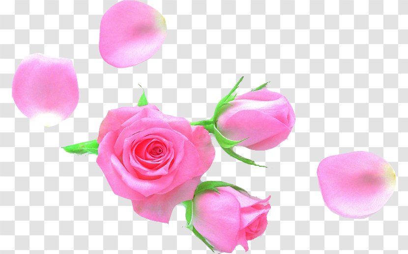 Garden Roses Petal Cut Flowers - Plant - Rose Transparent PNG