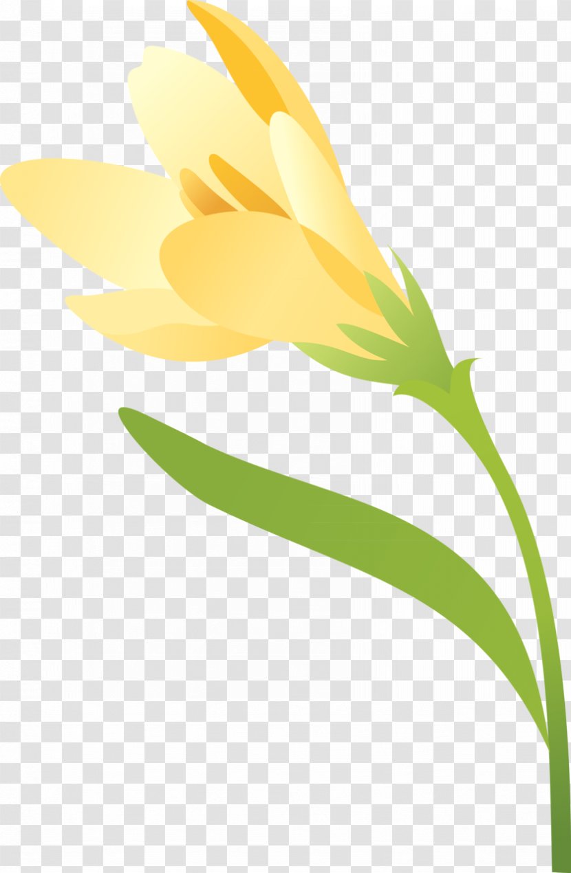 Flowering Plant Stem Petal Leaf - Seed - Crocus Transparent PNG