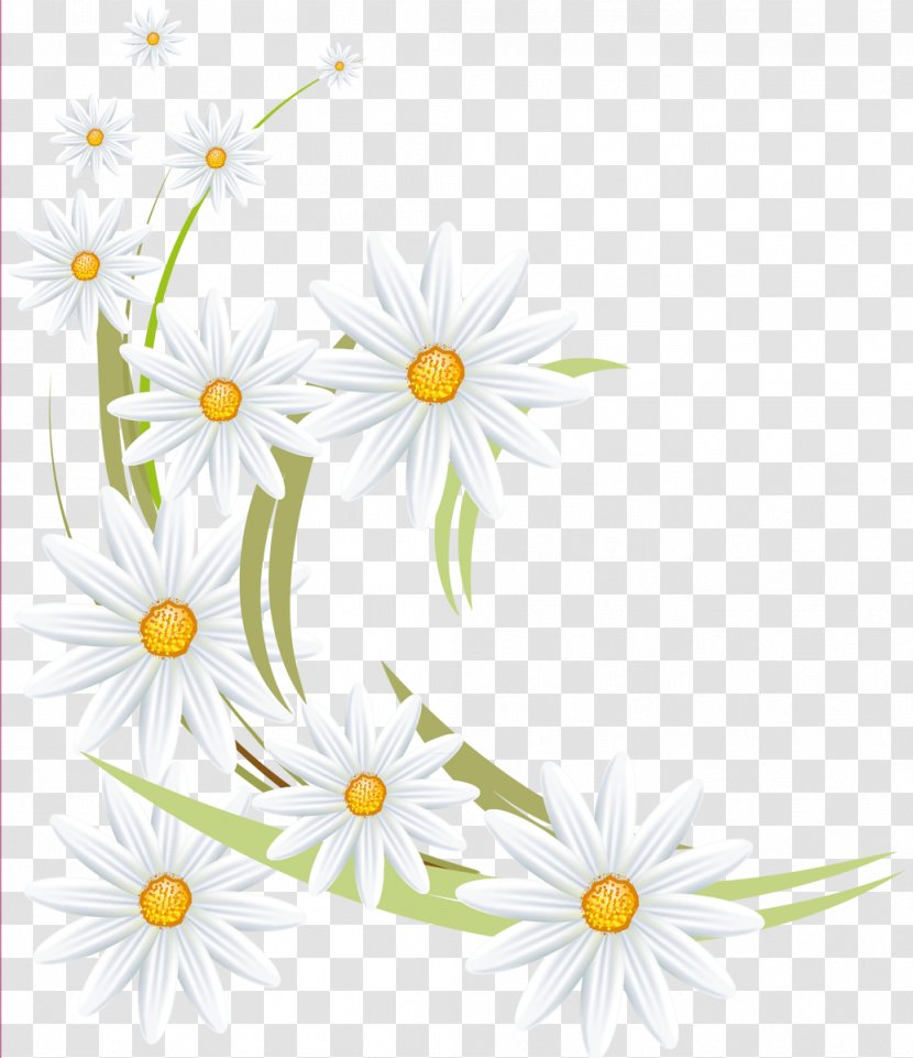 Oxeye Daisy Flower Family German Chamomile Roman - Camomile Transparent PNG
