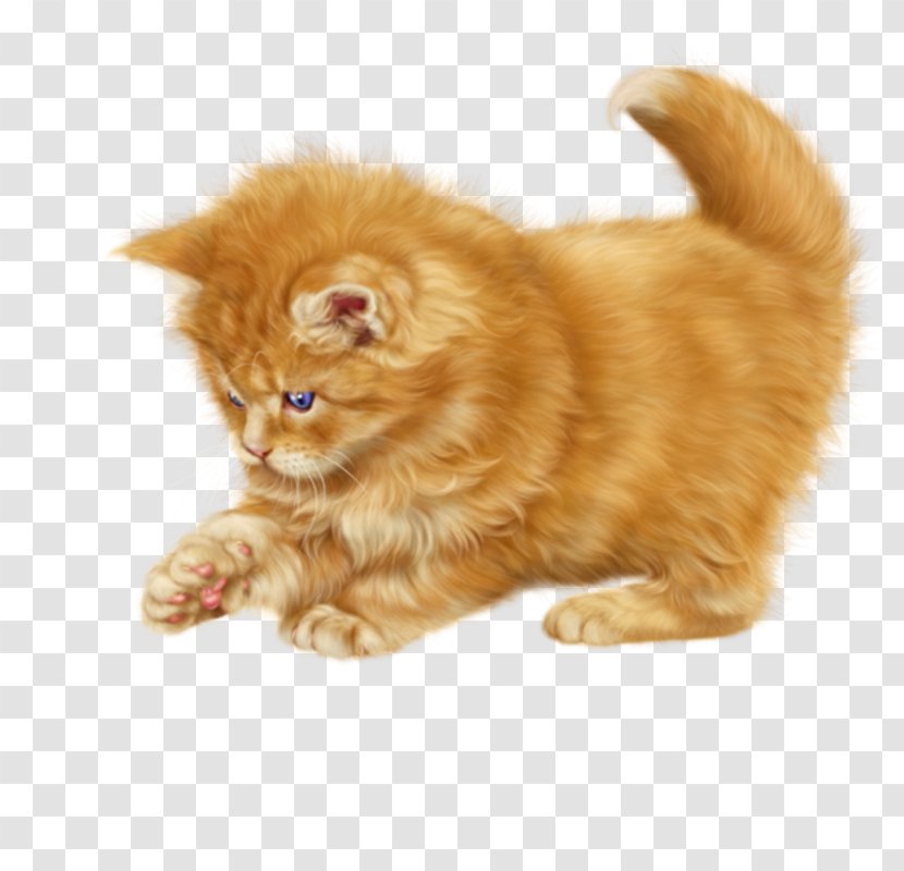 Kitten Cartoon - Ragdoll - Fur British Semilonghair Transparent PNG