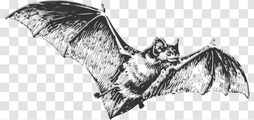 Bat Drawing Line Art - Wikimedia Commons Transparent PNG