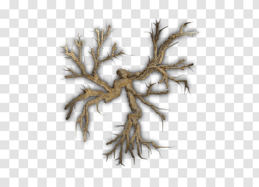 Twig Root Tree Branch Plant - Life Transparent PNG