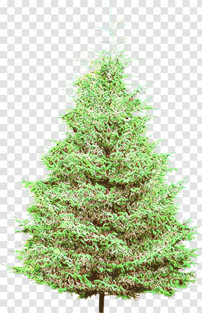 Christmas Tree - Balsam Fir - Arizona Cypress Canadian Transparent PNG