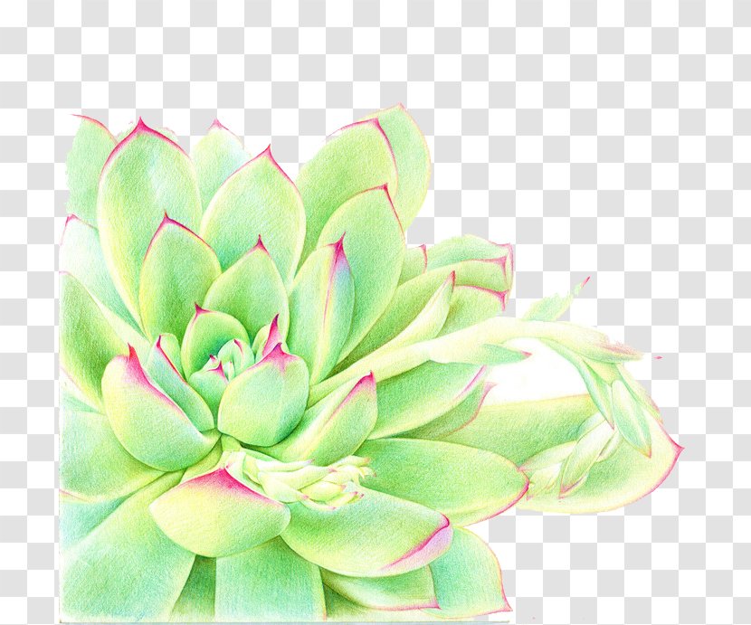 Succulent Plant Watercolor Painting - Illustrator - Ji Lin Fleshy Baby Transparent PNG