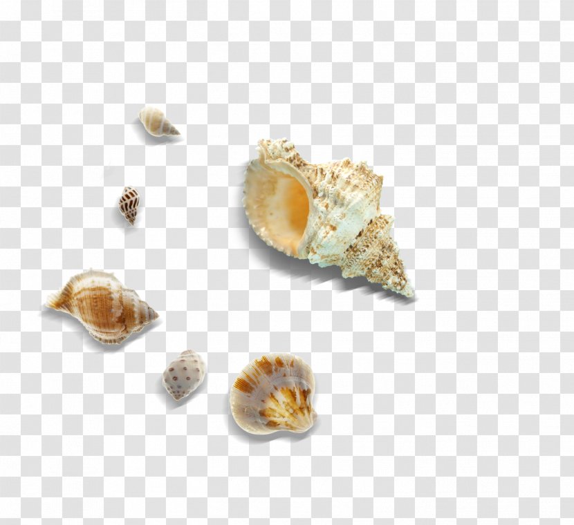 Cockle Seashell Sea Snail - Clam - Conch Transparent PNG