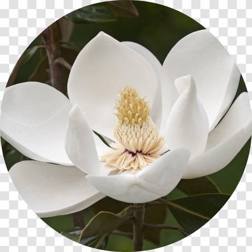 Southern Magnolia Stellata Flower Tree Evergreen Transparent PNG
