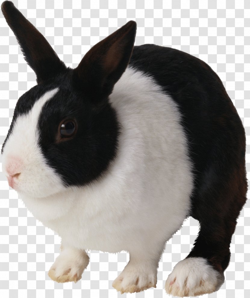 Rabbit Cat Hare Clip Art - Rex - Image Transparent PNG