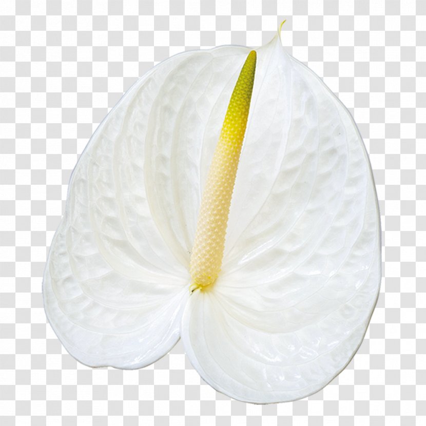 Flower - Gypsophila Transparent PNG