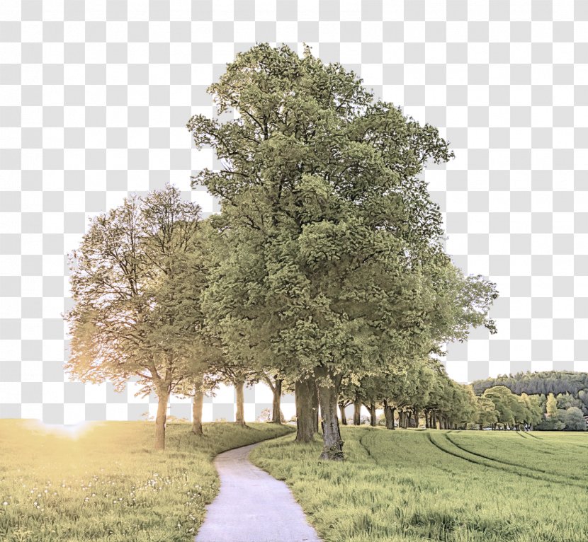 Plane - Natural Landscape - California Live Oak Transparent PNG