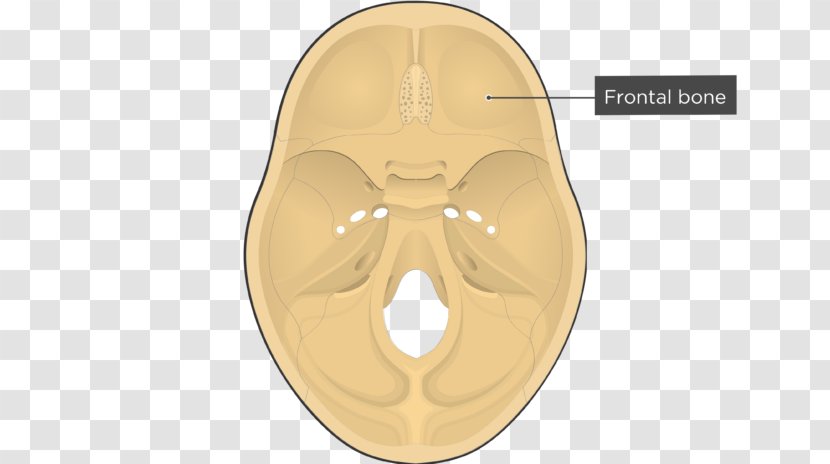 Ethmoid Bone Frontal Skull Sphenoid - And Transparent PNG